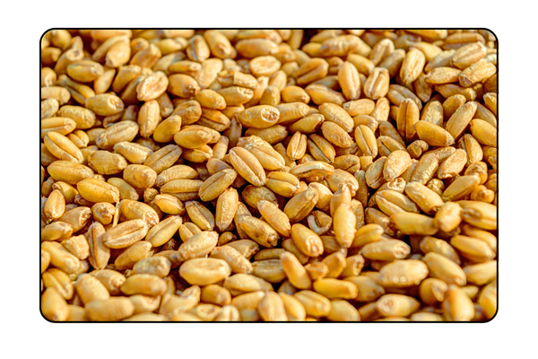 Coriender Seeds